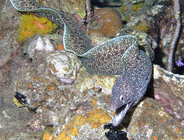 Spotted moray web