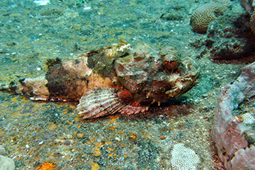Stonefish 5182web