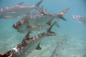 Tarpon 0200web
