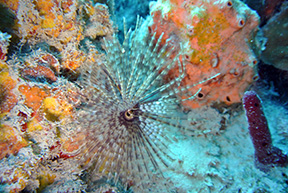 Tubeworm 0216web