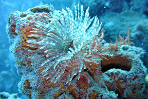 Tubeworm 0217web