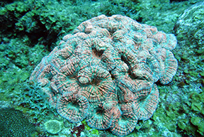 Turquoise 2255