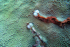 Turquoise 2347
