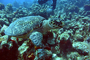 Turtle 2046web
