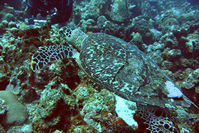 Turtle 2049web
