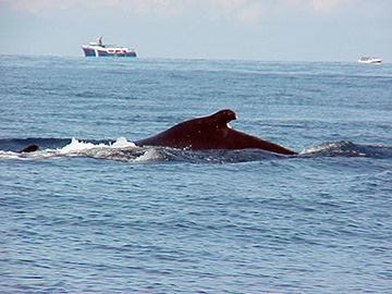 Whale2 web