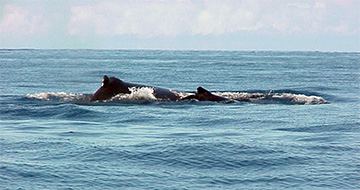 Whale3 web