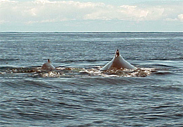 Whale4 web