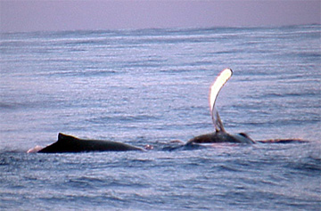 Whale6 web