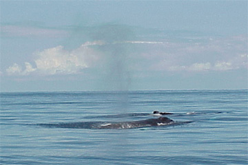 Whale7 web