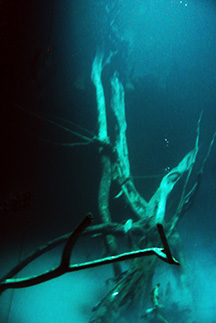 Zapote tree 2495 web