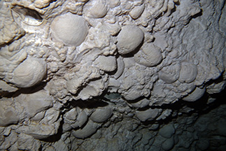ZinHa mussels2579 web