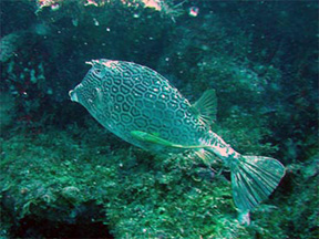 cowfish2