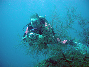 diver1