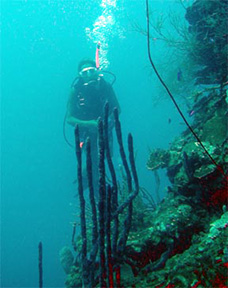 diverwall2