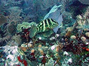 grouper