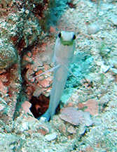 jawfish2web