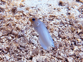 jawfish 4832