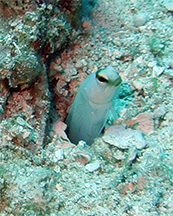 jawfishweb