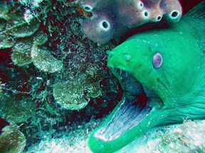 moray