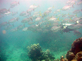schooldiver