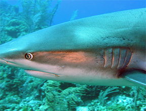 sharkeye web