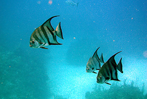 spadefishweb