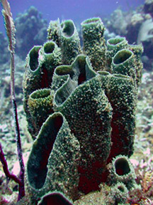spongecluster