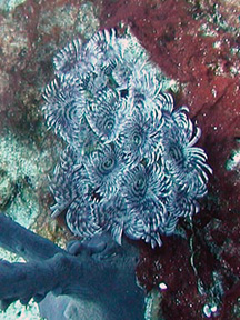 tubecluster
