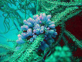tunicate1