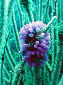 tunicate4