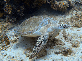 turtle 0845